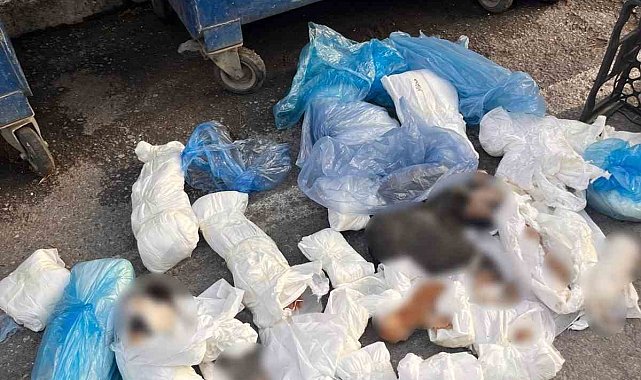 İzmir'de 33 ölü kedi olayında gözaltına alınan veteriner, tutuklama talebiyle mahkemeye sevk edildi