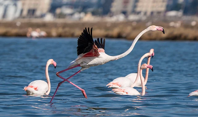İzmir'de Flamingo Yolu turları bayramda da devam ediyor