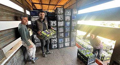 İznik'te mevsimin ilk kabak hasadı