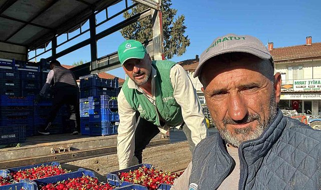 İznik'te mevsimin ilk karabodur kirazı hasadı başladı