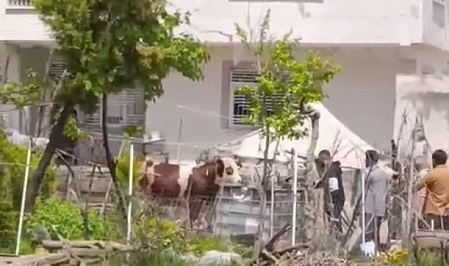 Kaçan kurbanlık iğne vurularak yakalandı