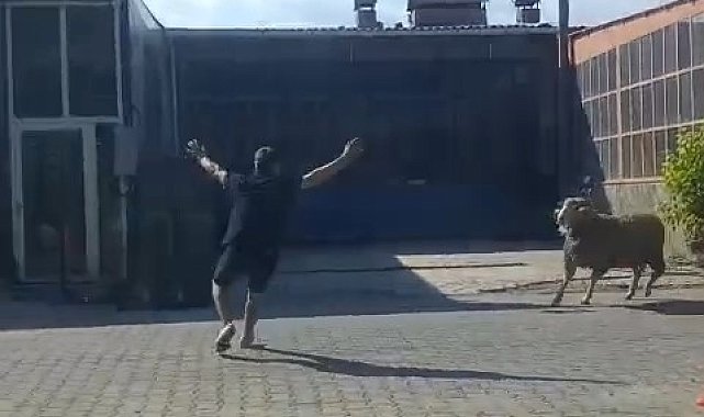 Kaçan kurbanlık koçu esnaf yakaladı