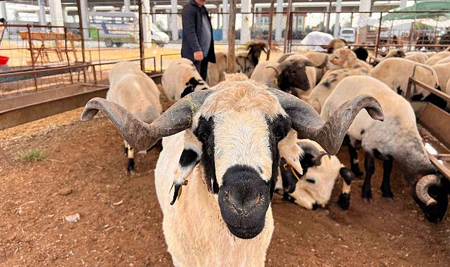 Kahramanmaraş'ta hayvan pazarında sakinlik hakim