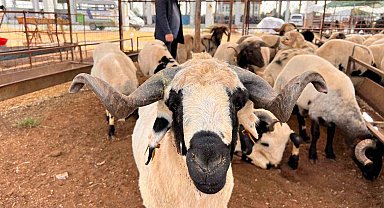 Kahramanmaraş'ta hayvan pazarında sakinlik hakim