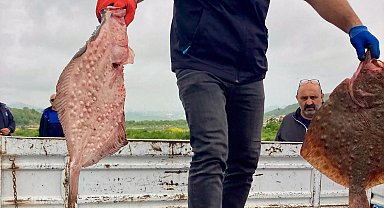 Karadeniz'de yasa dışı avcılığa geçit yok! 500 kilogram kalkan ele geçirildi