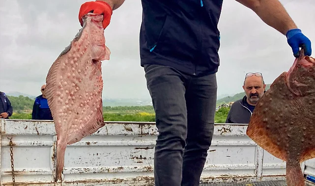 Karadeniz'de yasa dışı avcılığa geçit yok! 500 kilogram kalkan ele geçirildi