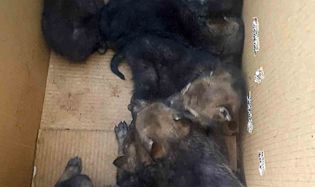Karakoçan'da bulunan 7 yavru kurt koruma altına alındı