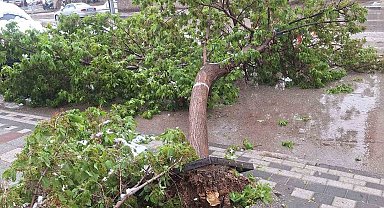 Karın ağırlığına dayanamayan ağaçlar devrildi