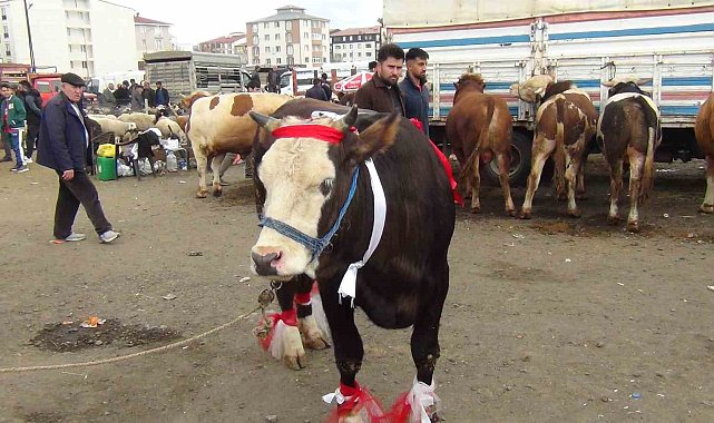 Kars'ta kurban pazarı hareketlendi: 700 kiloluk süslenmiş düve ilgi odağı oldu