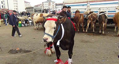 Kars'ta kurban pazarı hareketlendi: 700 kiloluk süslenmiş düve ilgi odağı oldu