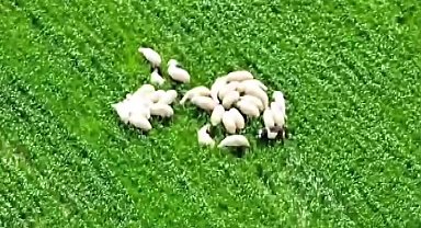 Kaybolan koyun sürüsü tarlanın ortasında dronla bulundu