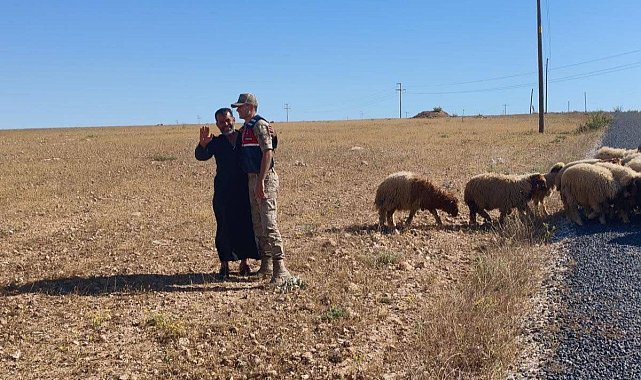 Kaybolan küçükbaş hayvanları jandarma buldu