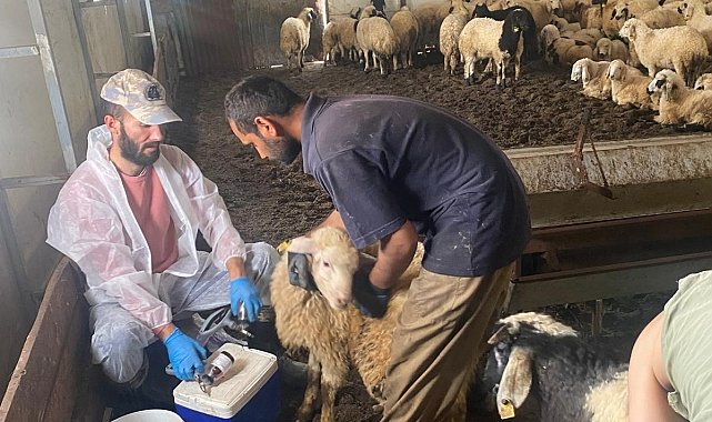 Kemah'ta küçükbaş hayvanlar için sağlık taraması yapıldı