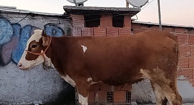 Kesmek için büyükbaş hayvanı 6'ıncı kata çıkardı