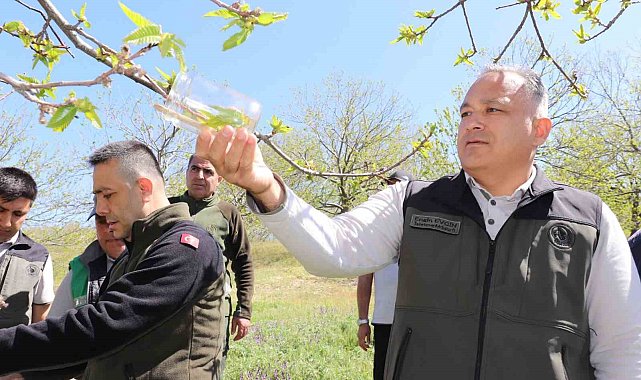 Kestane zararlısına karşı 2 bin 700 parazitoit böcek doğaya salındı
