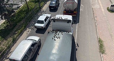 Kırmızı ışıkla birlikte kumruların ziyafeti başlıyor