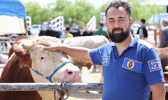 Kırşehir'de otomobil fiyatına tosun: 830 kiloluk hayvan 300 bin TL'ye satıldı