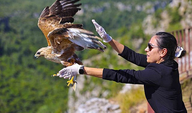 Kızıl şahin tedavisi sonrası yeniden gökyüzüne kavuştu