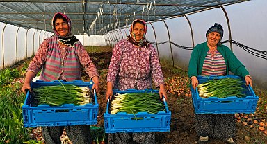 Kocaeli'de seracılık, Büyükşehir'le yaygınlaşıyor