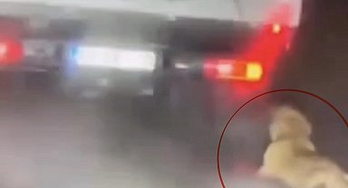 Köpeği kamyonetin arkasında sürükleyen şahıs gözaltına alındı