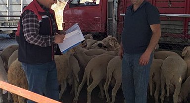 Köşk'te Kurban Bayramı boyunca veteriner denetimleri sürecek