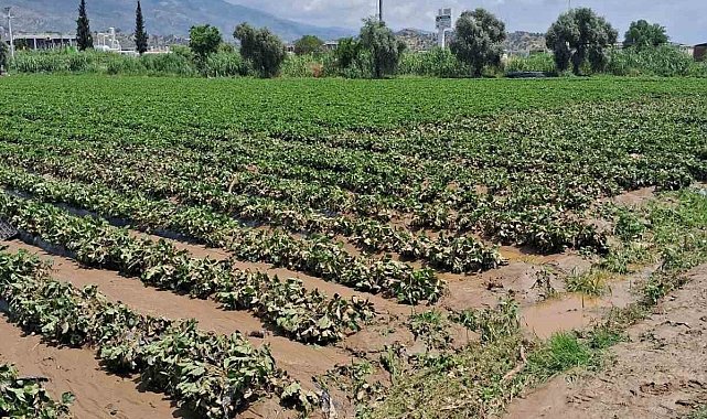 Köşk'te sel sonrası arazilerde hasar tespiti başlatıldı