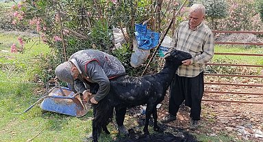 Kozan'da keçilere yaz bakımı