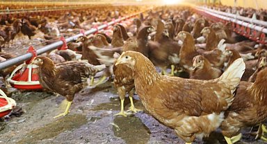 Kümes hayvancılığında artış! Yaklaşık 2 milyar adet yumurta üretildi