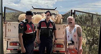 Kurban Bayramı öncesi çalınan koyunları jandarma buldu