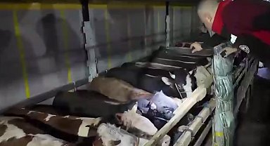 Kurban Bayramı öncesi canlı hayvan kontrolüne sıkı denetim