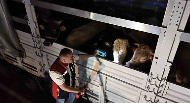 Kurban Bayramı öncesi İstanbul'da sevk noktalarında yoğun mesai