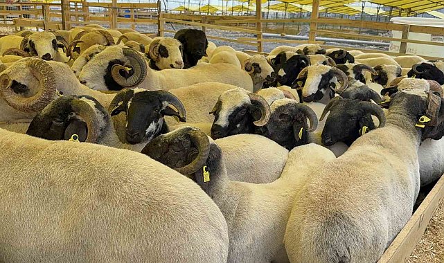 Kurban Bayramı'na sayılı günler kala hayvan pazarları kurulmaya başladı