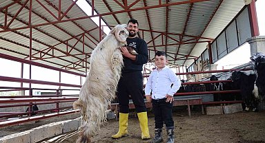 Kurban mesaisinde 'rekor' heyecanı: 140 kilogramlık dev keçi