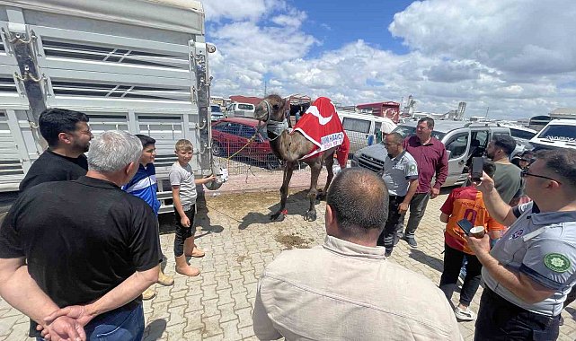 Kurban pazarının gözdesi deve 330 bin TL'ye satıldı