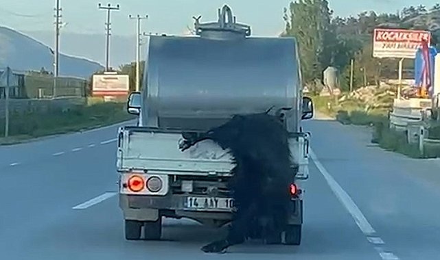 Kurbanlığı araçtan sarkıtan sürücüye 31 bin lira ceza