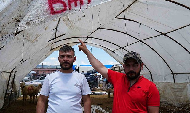 Kurbanlıklar alıcı buldu, yetiştirici bayrama mutlu girdi: "Dedikleri fiyata verdik, milleti kurbansız göndermedik"