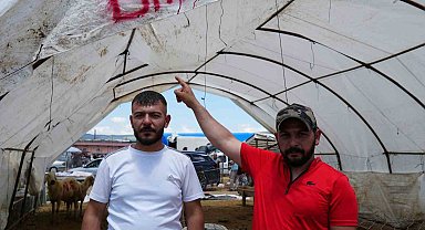 Kurbanlıklar alıcı buldu, yetiştirici bayrama mutlu girdi: "Dedikleri fiyata verdik, milleti kurbansız göndermedik"