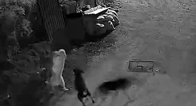Kurtlar, indikleri köyde köpeği boğdu