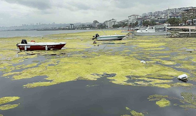 Kurupelit Marina'daki "deniz marulu" sorununa neşter: 345 bin metreküp dip çamuru temizlenecek
