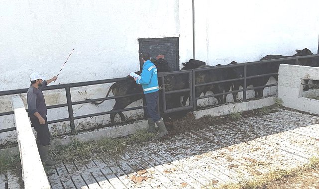 Kütahya'da ithal besilik danaların aşılama ve sağlık kontrolleri yapıldı