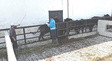 Kütahya'da ithal besilik danaların aşılama ve sağlık kontrolleri yapıldı