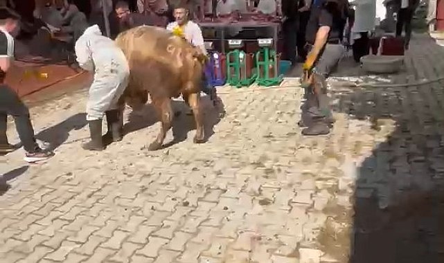 Kütahya'da kaçmaya çalışan kurbanlık kesim görevlisini savurdu