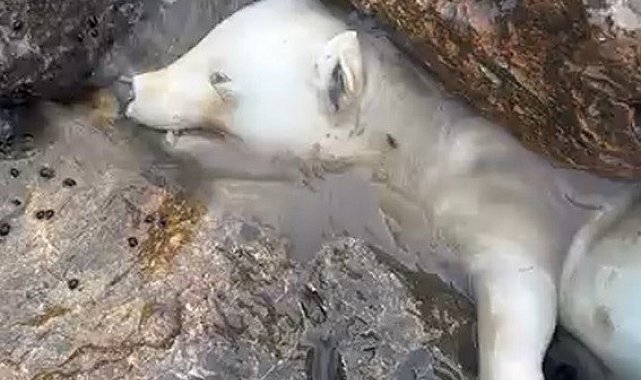 Kutup ayısı sanıldı, gerçek kısa sürede ortaya çıktı