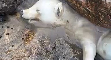 Kutup ayısı sanıldı, gerçek kısa sürede ortaya çıktı