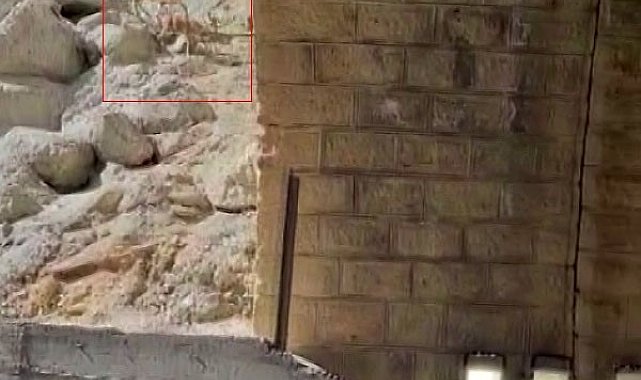 Malatya'da dağ keçileri görüntülendi