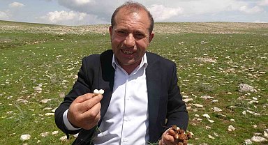 Malatya'da yüksek rakımlı bölgelerde çiğdem mesaisi