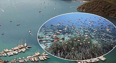 Mapa Şamandıra Sistemi ile denizler ve koylar koruma altında