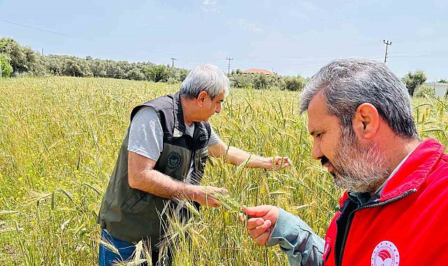 Menteşe'de ekipler sahada hastalık ve süne denetiminde