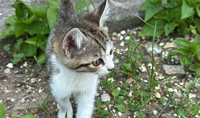 Mersin itfaiyesi minik kediyi kurtardı