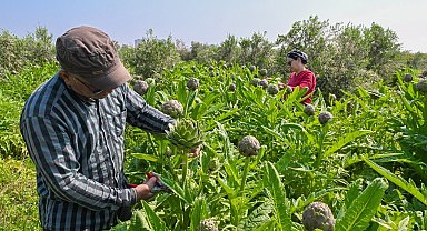 Mersin'de enginar projesi ilk hasadını verdi